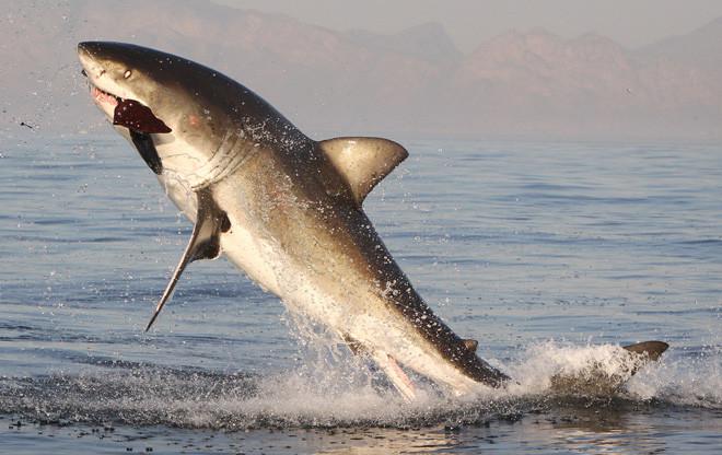 Imaginea care îţi taie respiraţia. L-a lovit ghinionul în timp ce îşi înşfăca cina 158969