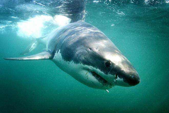 Imaginea care îţi taie respiraţia. L-a lovit ghinionul în timp ce îşi înşfăca cina 158971