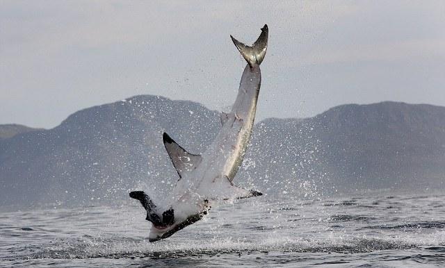 Imaginea care îţi taie respiraţia. L-a lovit ghinionul în timp ce îşi înşfăca cina 158972