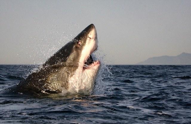 Imaginea care îţi taie respiraţia. L-a lovit ghinionul în timp ce îşi înşfăca cina 158974