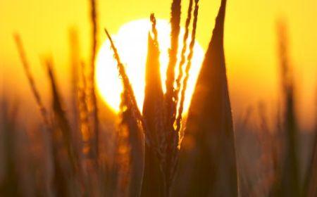 &quot;Coşul cu pâine&quot; al lumii a secat. Preţul mâncării ar putea exploda. Experţii se tem de o CRIZĂ ALIMENTARĂ mondială 159289