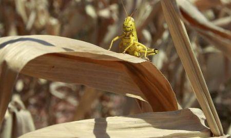 &quot;Coşul cu pâine&quot; al lumii a secat. Preţul mâncării ar putea exploda. Experţii se tem de o CRIZĂ ALIMENTARĂ mondială 159290