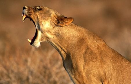 Imagini incredibile vin din Africa! O leoaică pune la pământ un crocodil care le pusese gând rău puilor ei