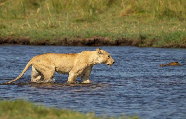 Gestul pe care oameni ar trebui să îl înveţe de la această leoaică. Ce a făcut pentru a-şi salva puii 159530