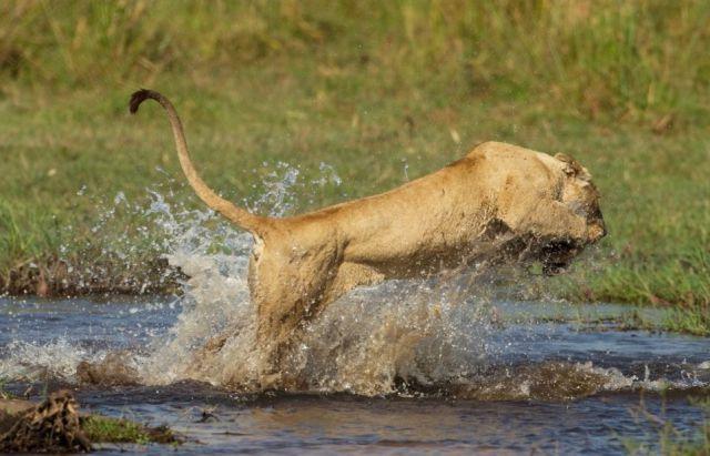 Gestul pe care oameni ar trebui să îl înveţe de la această leoaică. Ce a făcut pentru a-şi salva puii 159533