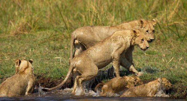 Gestul pe care oameni ar trebui să îl înveţe de la această leoaică. Ce a făcut pentru a-şi salva puii 159534