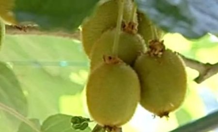 Kiwi şi banane de România. Plantaţia de fructe exotice poate deveni o afacere de succes pentru agricultori