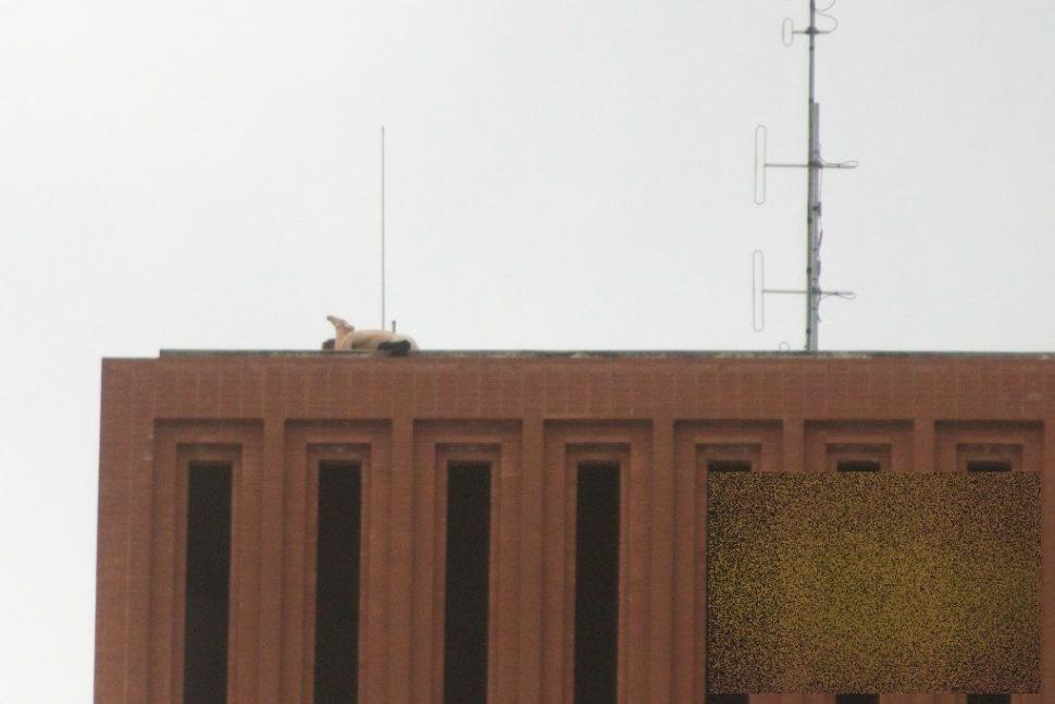 Şi uite aşa şi-au dat americanii cu firma în cap. Ce fac doi studenţi de la o prestigioasă universitate pe acoperişul clădirii 161088