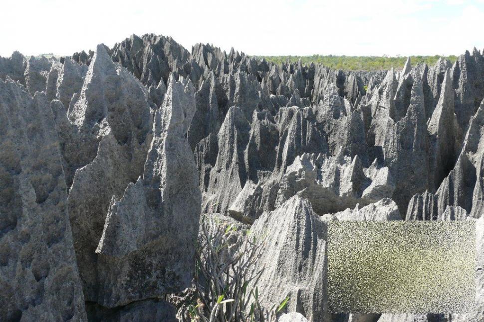 Nu ai cum să rămâi indiferent la această minune. &quot;Pădurea&quot; pe care nu te-ai fi gândit să o vezi în realitate 161879