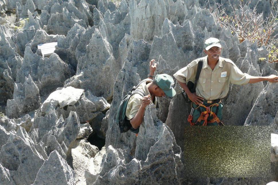 Nu ai cum să rămâi indiferent la această minune. &quot;Pădurea&quot; pe care nu te-ai fi gândit să o vezi în realitate 161880