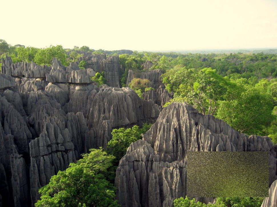 Nu ai cum să rămâi indiferent la această minune. &quot;Pădurea&quot; pe care nu te-ai fi gândit să o vezi în realitate 161882