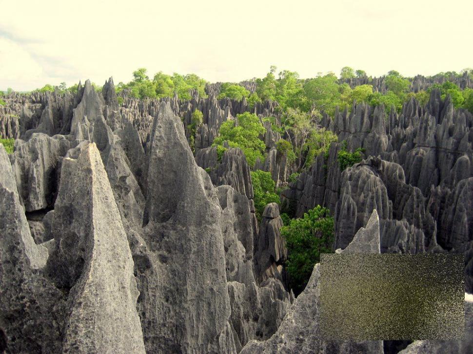 Nu ai cum să rămâi indiferent la această minune. &quot;Pădurea&quot; pe care nu te-ai fi gândit să o vezi în realitate 161884