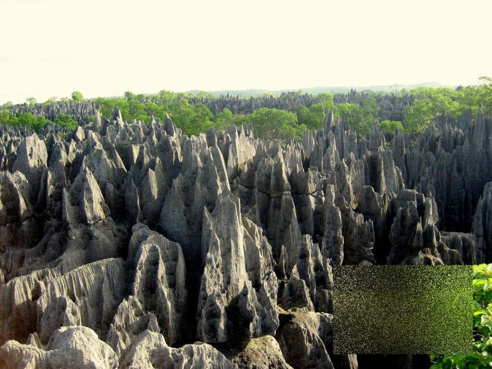 Nu ai cum să rămâi indiferent la această minune. &quot;Pădurea&quot; pe care nu te-ai fi gândit să o vezi în realitate 161886