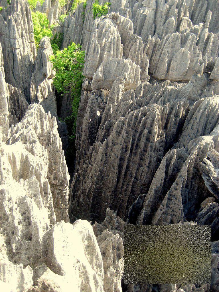 Nu ai cum să rămâi indiferent la această minune. &quot;Pădurea&quot; pe care nu te-ai fi gândit să o vezi în realitate 161887