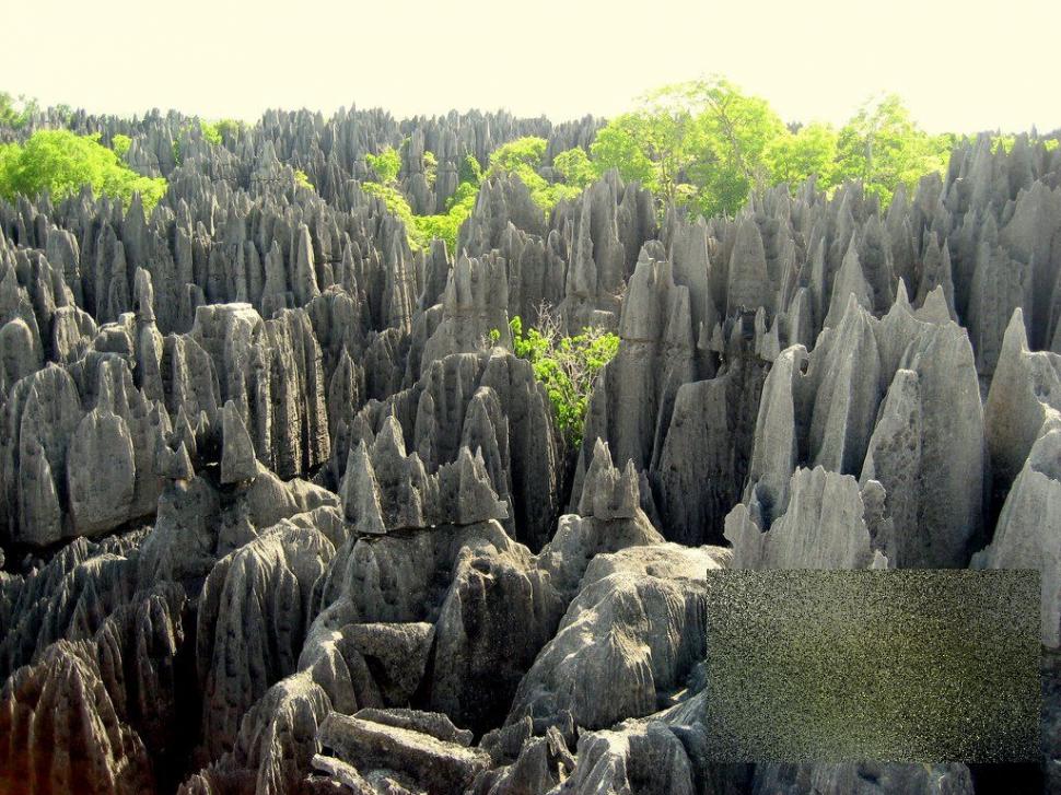 Nu ai cum să rămâi indiferent la această minune. &quot;Pădurea&quot; pe care nu te-ai fi gândit să o vezi în realitate 161888