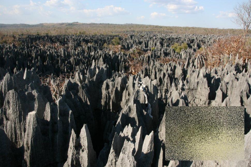 Nu ai cum să rămâi indiferent la această minune. &quot;Pădurea&quot; pe care nu te-ai fi gândit să o vezi în realitate 161889