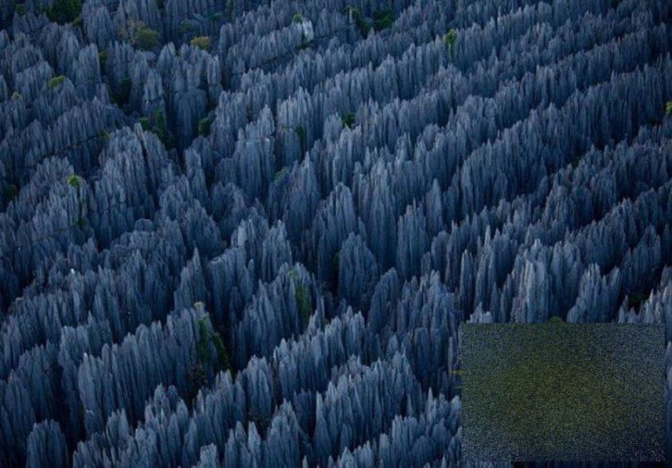 Nu ai cum să rămâi indiferent la această minune. &quot;Pădurea&quot; pe care nu te-ai fi gândit să o vezi în realitate 161890