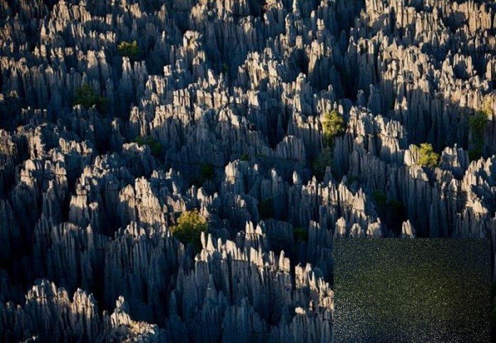 Nu ai cum să rămâi indiferent la această minune. &quot;Pădurea&quot; pe care nu te-ai fi gândit să o vezi în realitate 161891