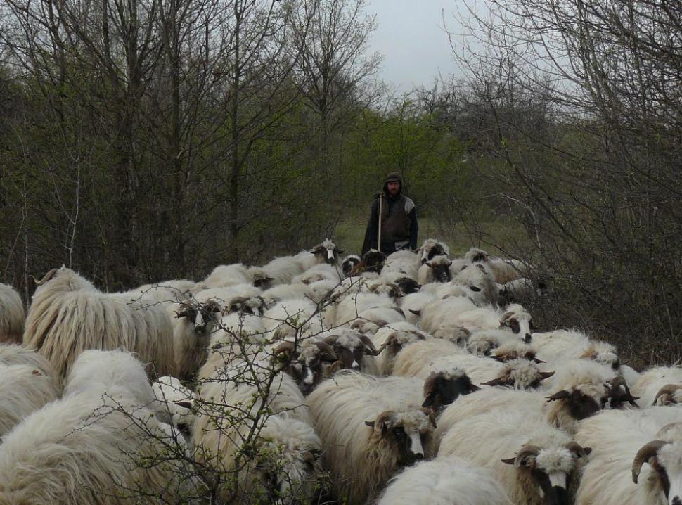 Un român fericit. Omul care a ales calea mai puţin bătătorită. El este ciobanul care a urmat trei facultăţi 161847