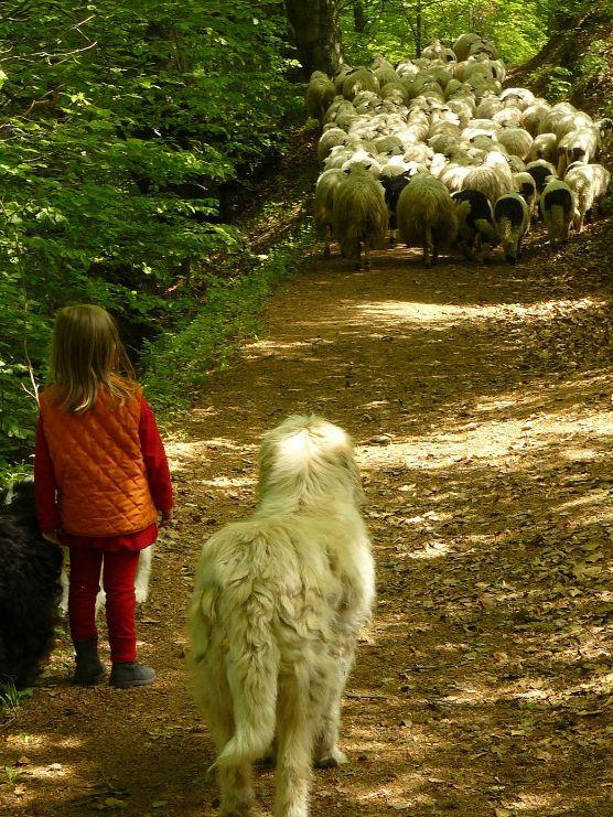 Un român fericit. Omul care a ales calea mai puţin bătătorită. El este ciobanul care a urmat trei facultăţi 161850