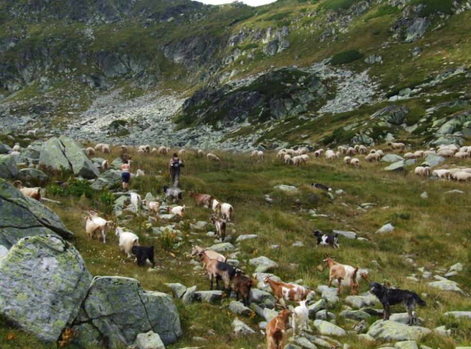 Un român fericit. Omul care a ales calea mai puţin bătătorită. El este ciobanul care a urmat trei facultăţi 161853