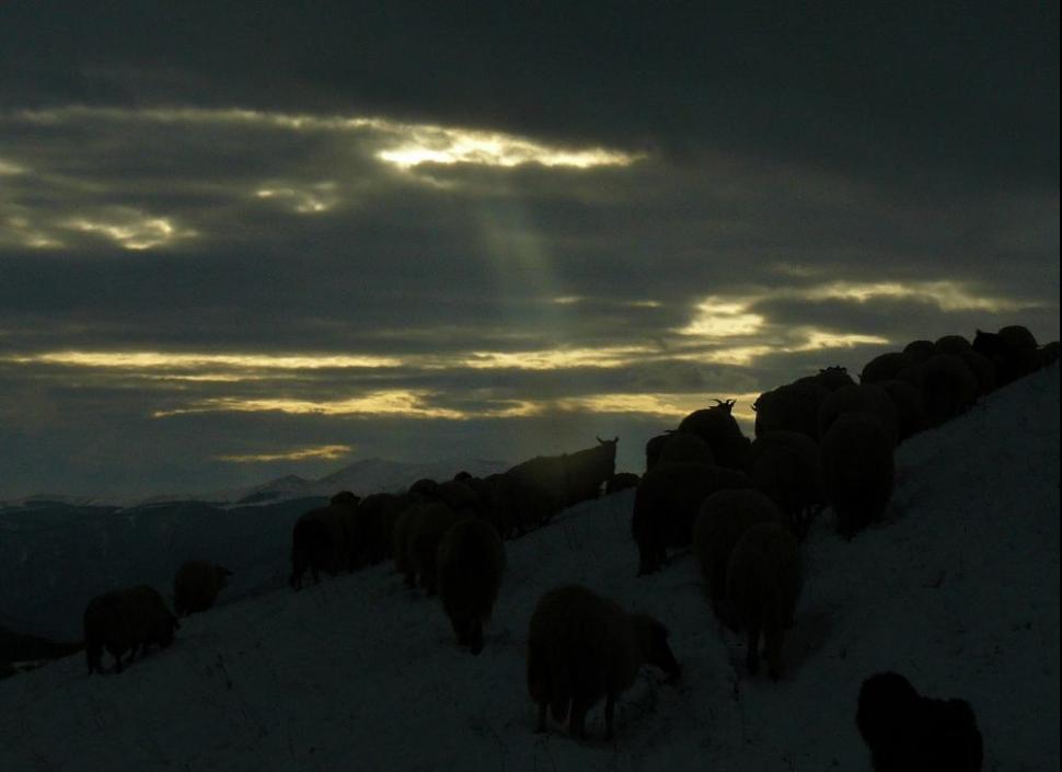 Un român fericit. Omul care a ales calea mai puţin bătătorită. El este ciobanul care a urmat trei facultăţi 161859