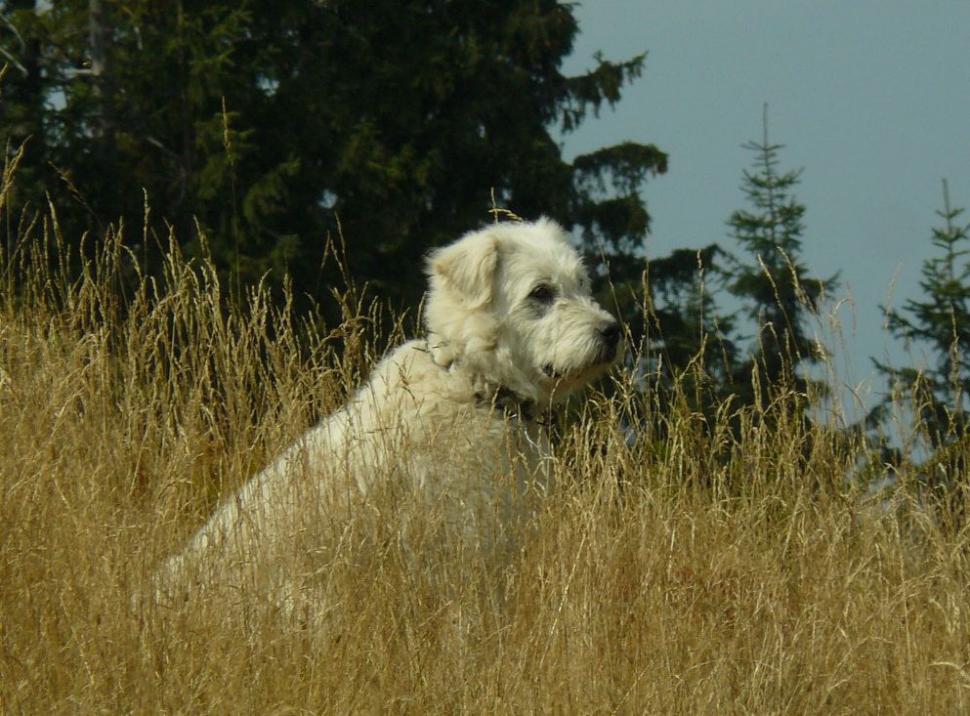 Un român fericit. Omul care a ales calea mai puţin bătătorită. El este ciobanul care a urmat trei facultăţi 161861