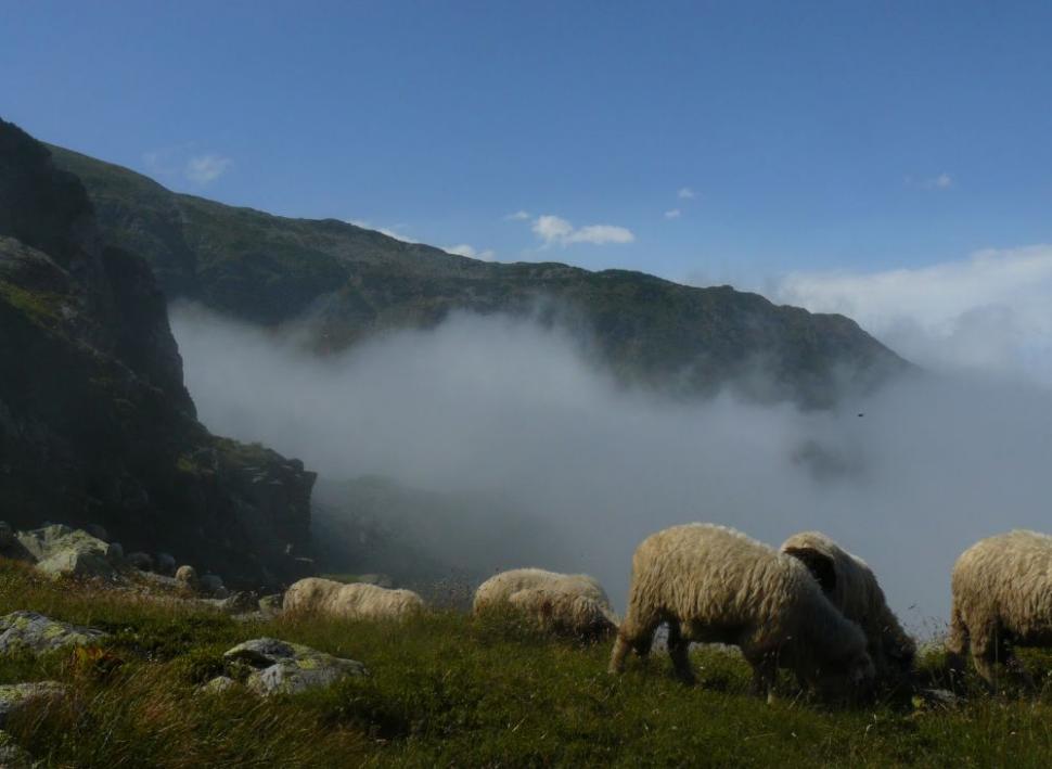 Un român fericit. Omul care a ales calea mai puţin bătătorită. El este ciobanul care a urmat trei facultăţi 161862