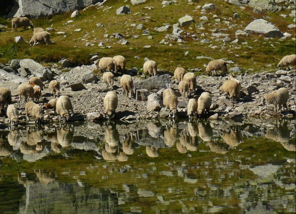 Un român fericit. Omul care a ales calea mai puţin bătătorită. El este ciobanul care a urmat trei facultăţi 161863