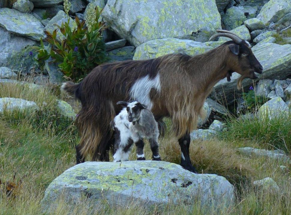 Un român fericit. Omul care a ales calea mai puţin bătătorită. El este ciobanul care a urmat trei facultăţi 161864