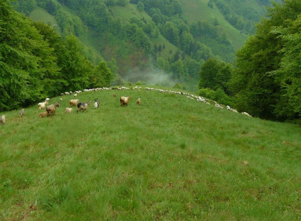 Un român fericit. Omul care a ales calea mai puţin bătătorită. El este ciobanul care a urmat trei facultăţi 161866
