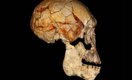 Dovada că evoluţia umană nu este liniară. Pe Pământ au trăit mai multe specii de oameni  162281