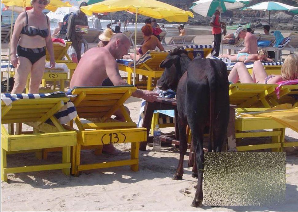 Apariţia de pe plajă care i-a făcut pe turişti să se închine. &quot;Ce vacă! Ne-am dus toţi să punem mâna pe ea!&quot; 162479