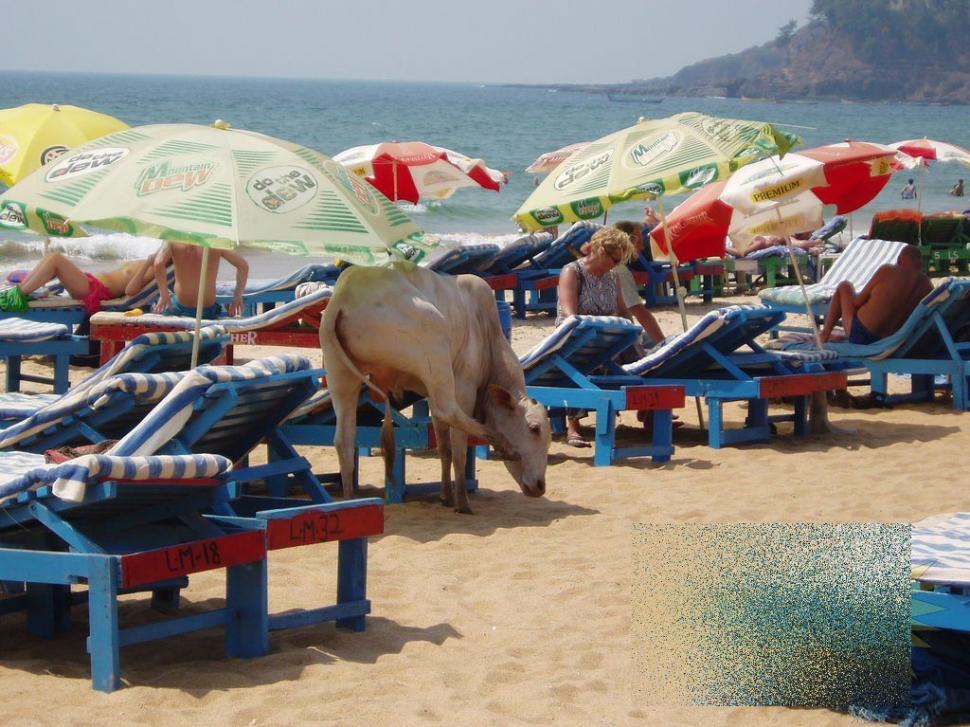 Apariţia de pe plajă care i-a făcut pe turişti să se închine. &quot;Ce vacă! Ne-am dus toţi să punem mâna pe ea!&quot; 162480