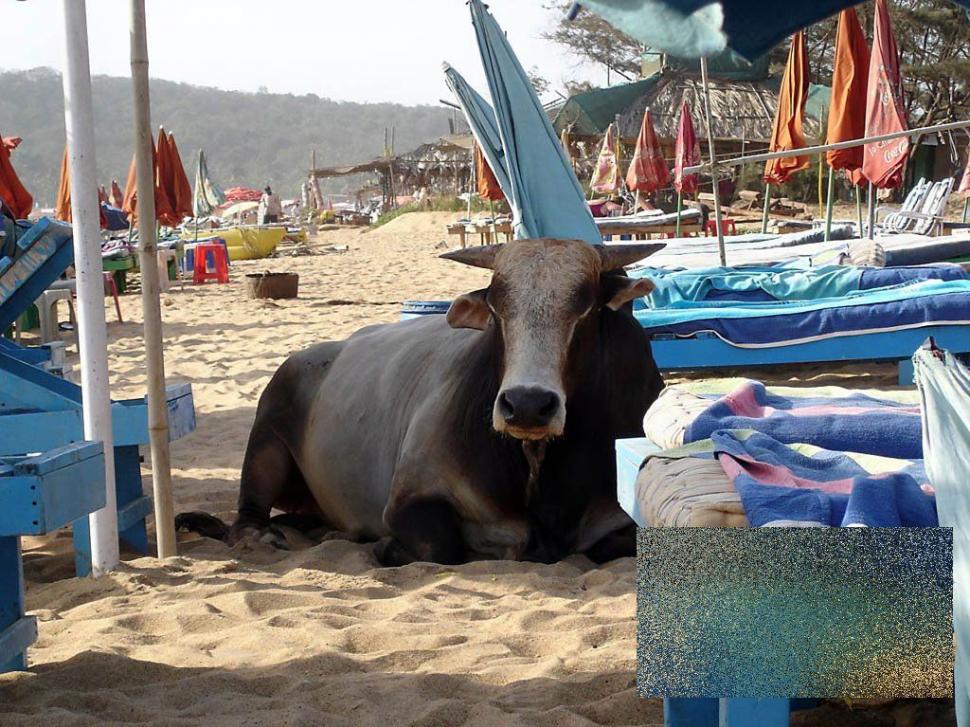 Apariţia de pe plajă care i-a făcut pe turişti să se închine. &quot;Ce vacă! Ne-am dus toţi să punem mâna pe ea!&quot; 162481