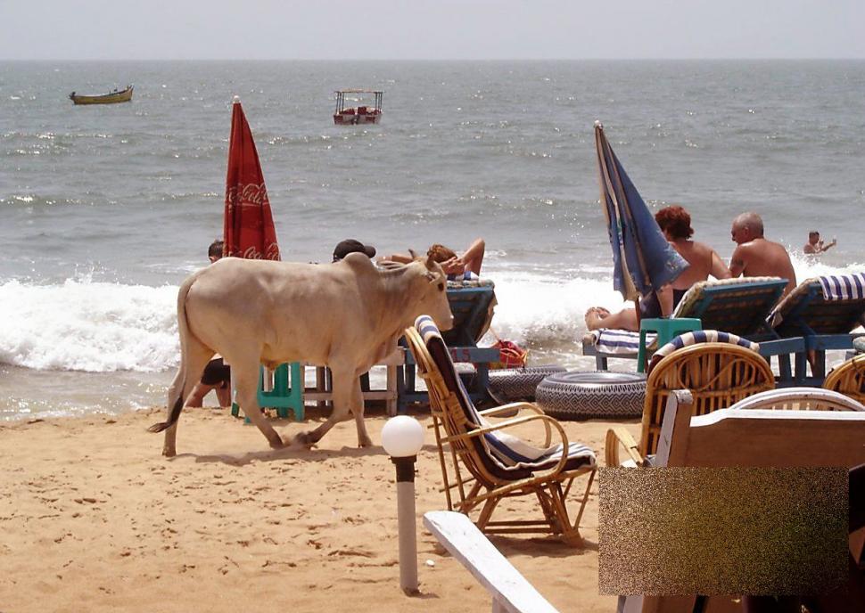 Apariţia de pe plajă care i-a făcut pe turişti să se închine. &quot;Ce vacă! Ne-am dus toţi să punem mâna pe ea!&quot; 162482