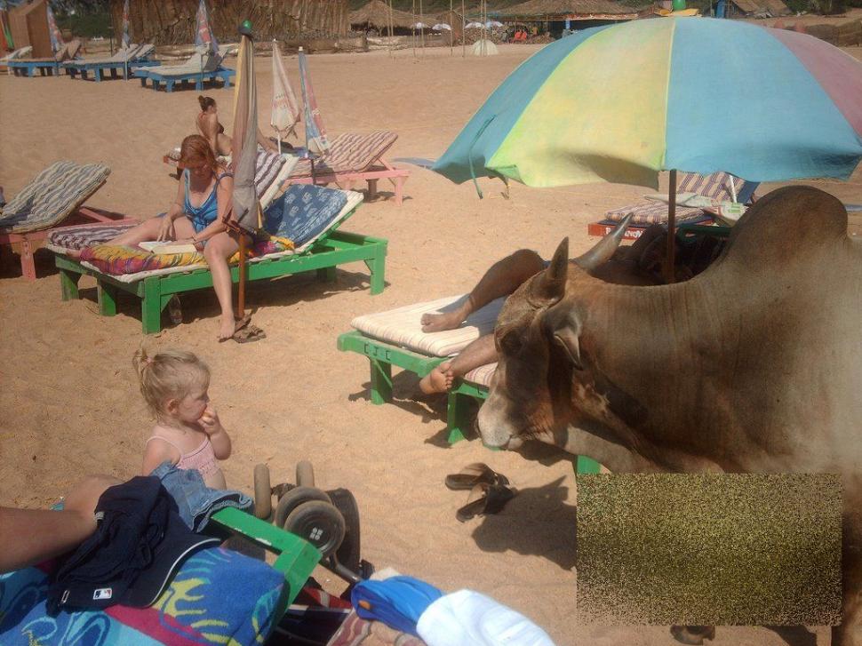 Apariţia de pe plajă care i-a făcut pe turişti să se închine. &quot;Ce vacă! Ne-am dus toţi să punem mâna pe ea!&quot; 162483