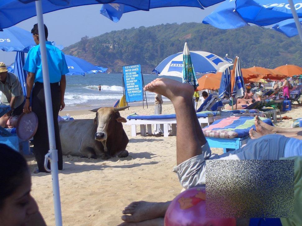 Apariţia de pe plajă care i-a făcut pe turişti să se închine. &quot;Ce vacă! Ne-am dus toţi să punem mâna pe ea!&quot; 162485