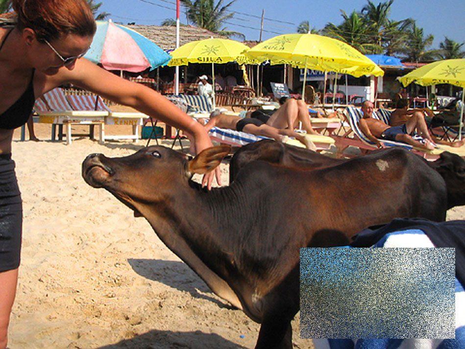 Apariţia de pe plajă care i-a făcut pe turişti să se închine. &quot;Ce vacă! Ne-am dus toţi să punem mâna pe ea!&quot; 162486