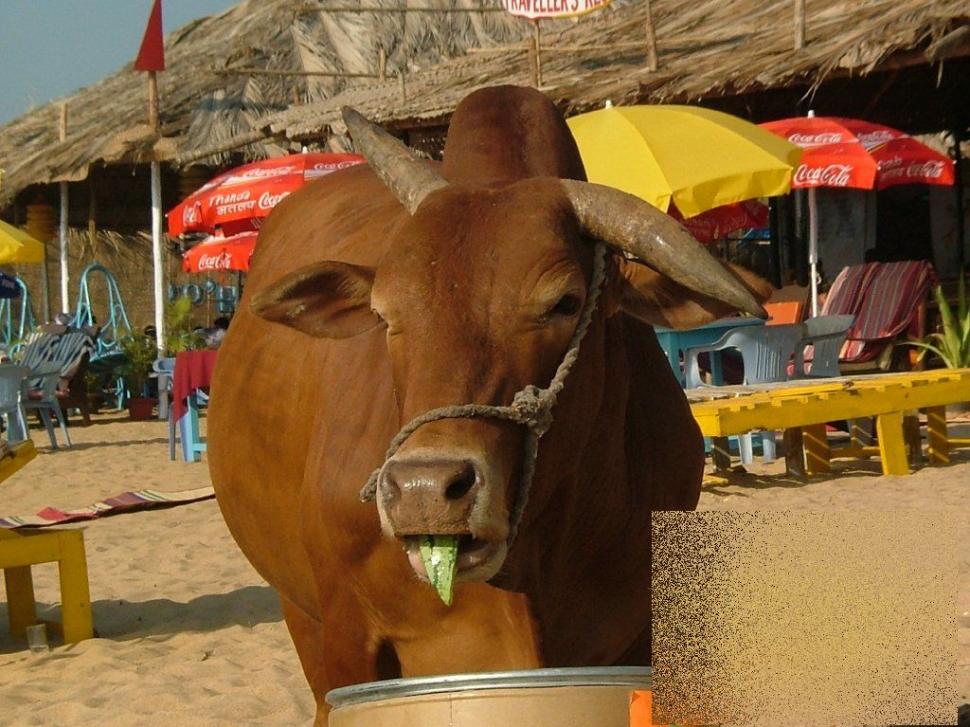 Apariţia de pe plajă care i-a făcut pe turişti să se închine. &quot;Ce vacă! Ne-am dus toţi să punem mâna pe ea!&quot; 162487