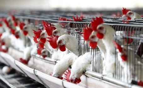 Indonezia. Nouă oameni au murit de gripă aviară, de la începutul anului