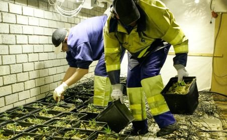 Plantaţie de marijuana, descoperită într-un tunel din Roma. Drogurile valorează 3 mil. euro