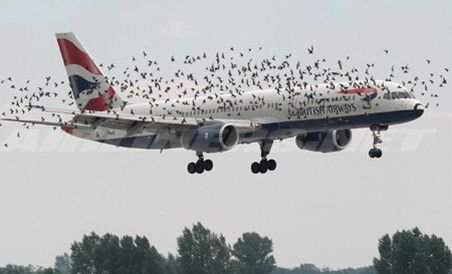 Un avion s-a prăbuşit, după ce s-a ciocnit de un stol de păsări
