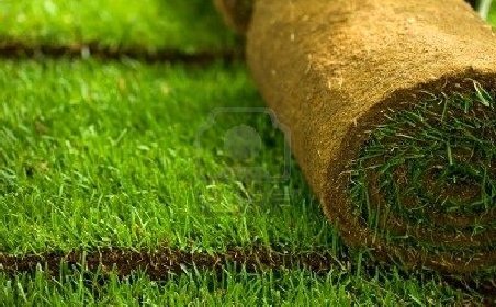 Covorul de iarbă aşternut pentru vizita lui Merkel a fost furat de pe bulevard