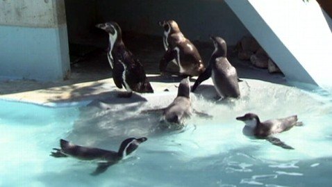 Vei vrea să-i iei acasă! Uite cum au evadat trei pui de pinguin de la o grădină zoologică japoneză