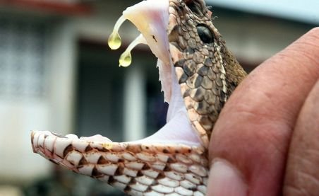 Un şarpe a murit după ce a fost muşcat de un om