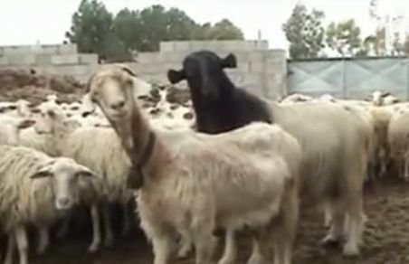 Doi români, arestaţi în Italia după ce au furat 300 de oi