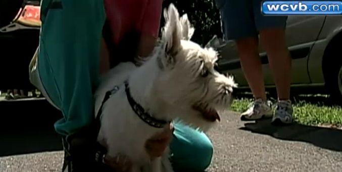 Unii îi torturează, alţii îşi dau viaţa pentru ei. Sfârşitul tragic care arată legătura impresionantă dintre oameni şi animalele dragi 165153