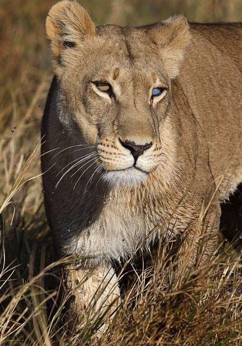 Când o secundă înseamnă viaţă. Cum s-a terminat imaginea şi cine a fost marele pierzător 165349