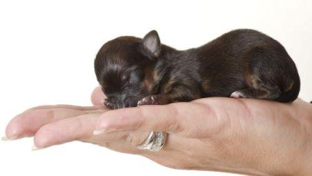 Te vei îndrăgosti de el. Faceţi cunoştinţă cu Mini, un Yorkshire terrier incredibil de mic 165484